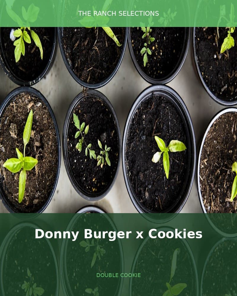 Donny Burger x Double Cookies — seed pack