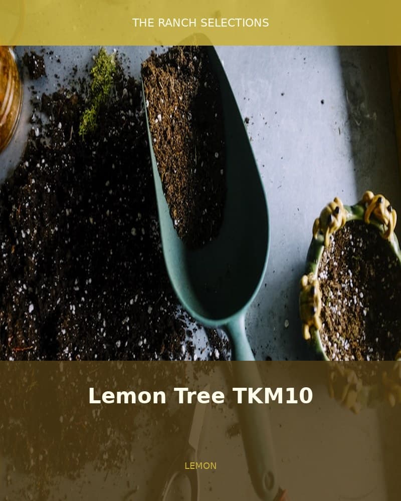 Lemon Tree TKM10 F2s — seed pack