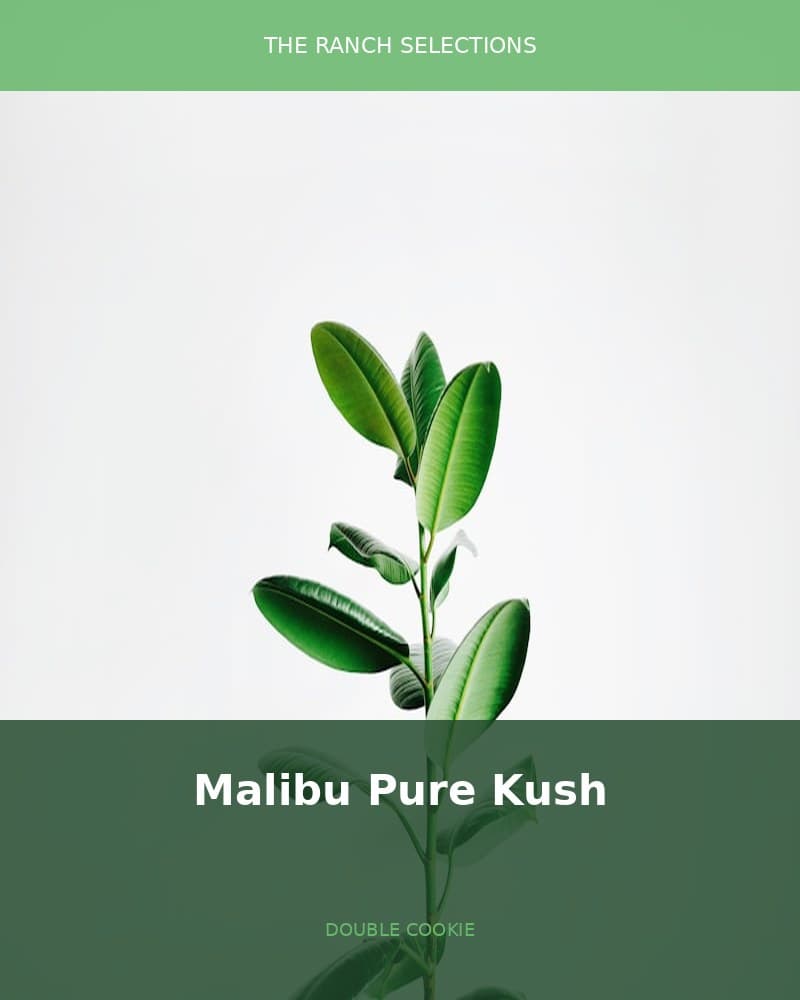 Malibu Pure Kush x Double Cookies — seed pack