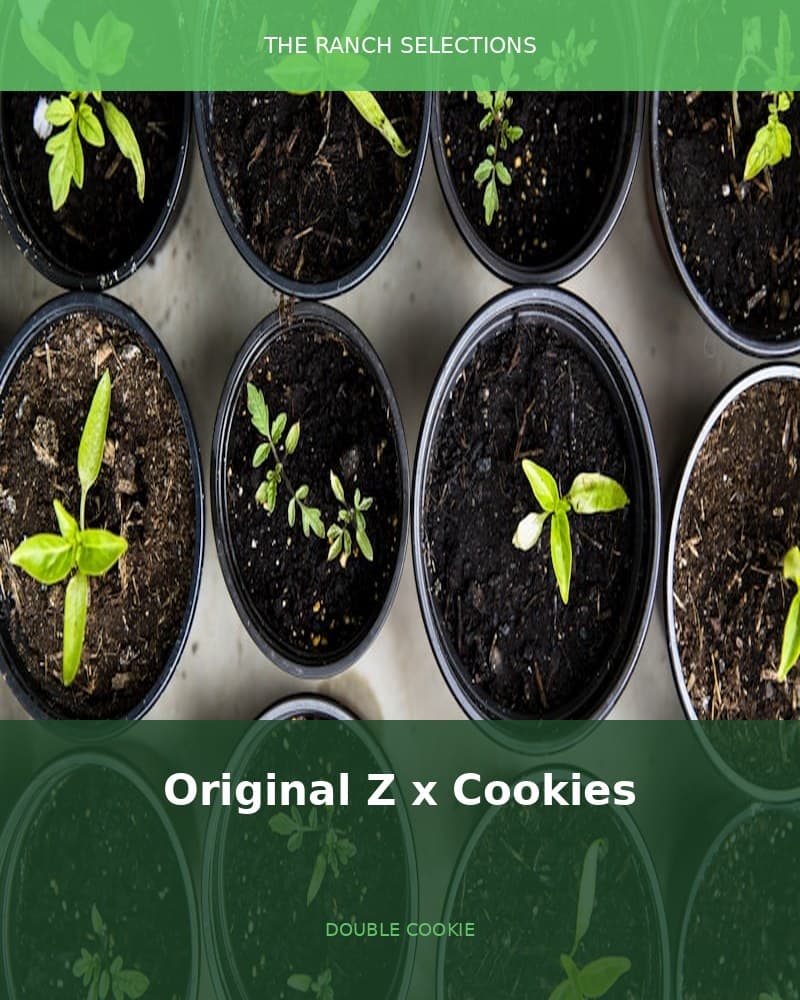 Original Z x Double Cookies — seed pack
