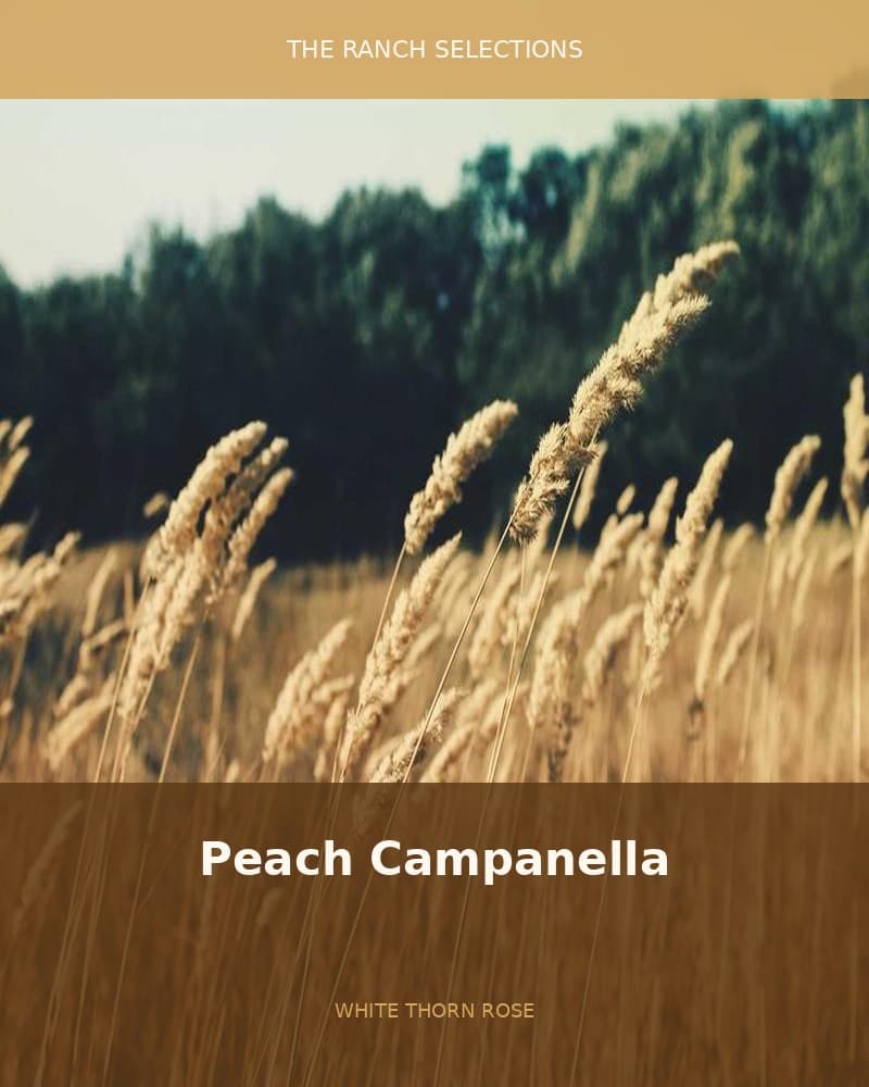 Peach Campanella (Peach Panther x Whitethorn Rose) — seed pack