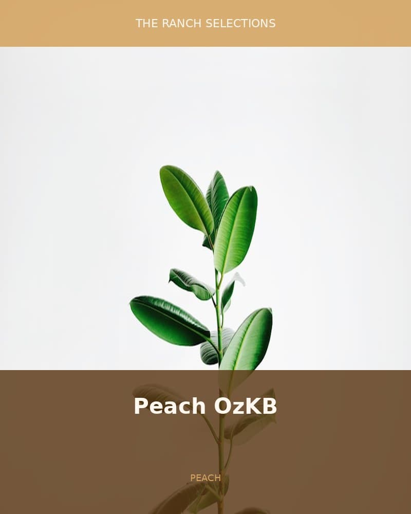 Peach OzKB — seed pack