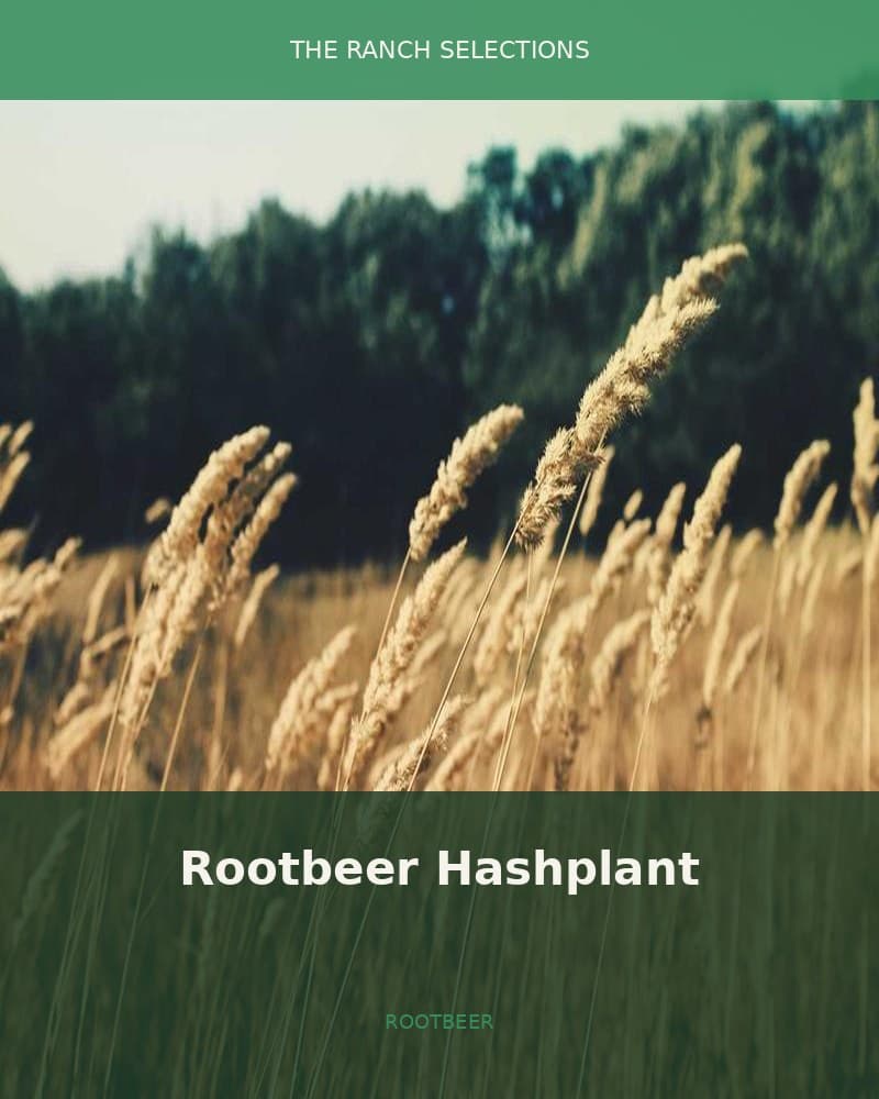 Rootbeer Hashplant (88G13HP x Rootbeer BC2) — seed pack