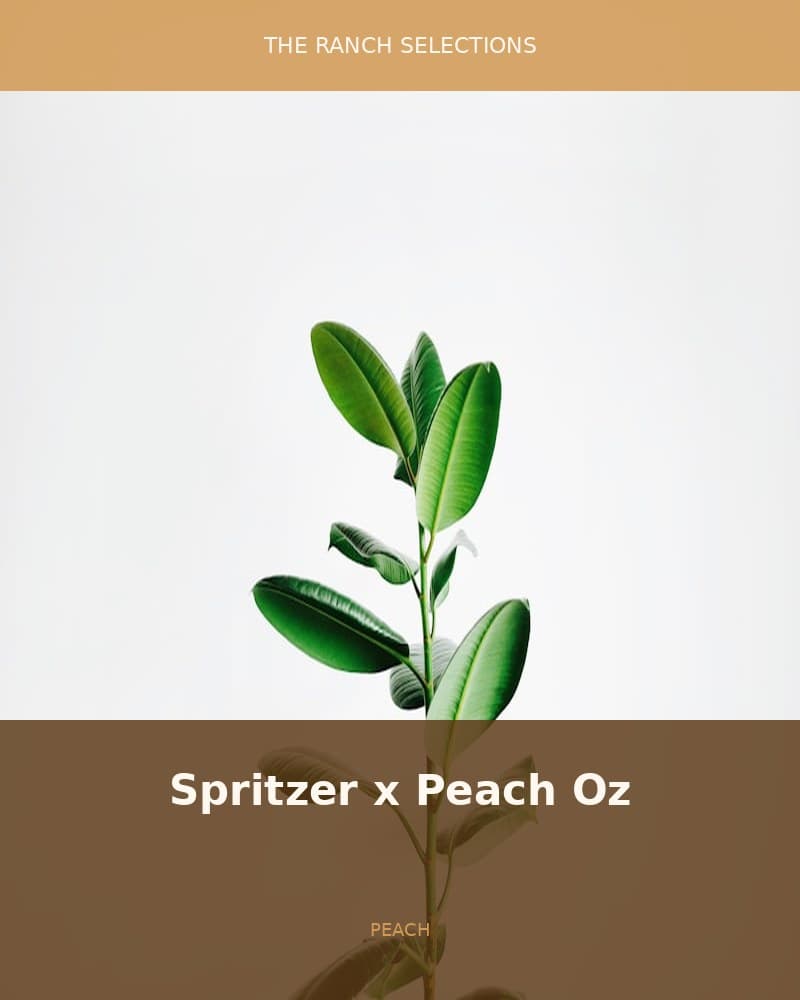 Spritzer x Peach Oz — seed pack