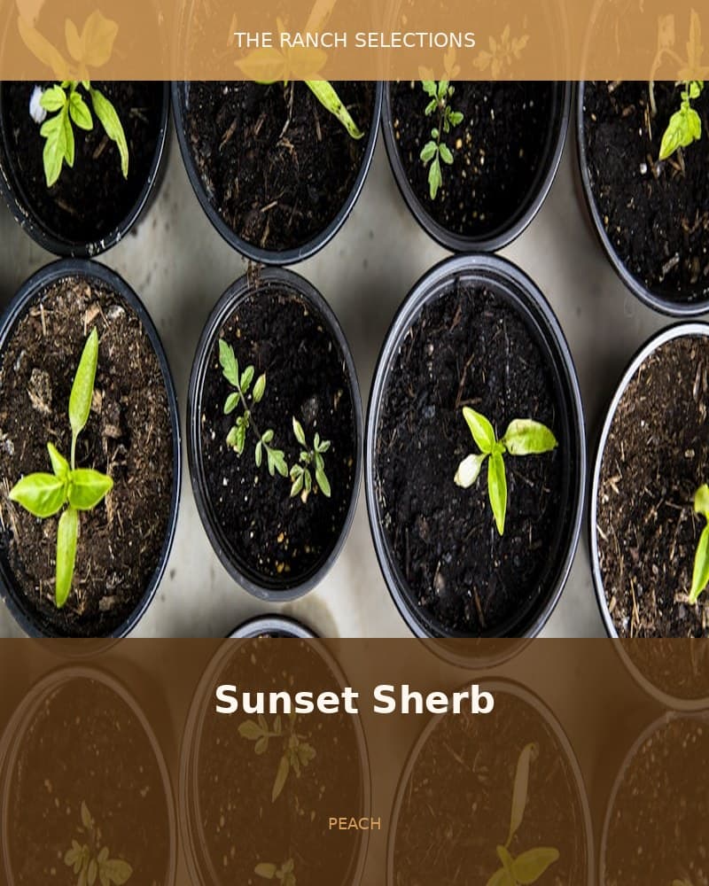 Sunset Sherb x Peach Oz F2 — seed pack
