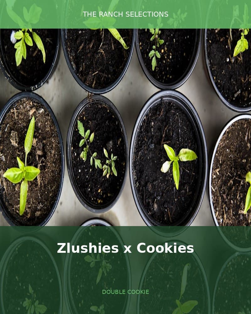 Zlushies x Double Cookies — seed pack